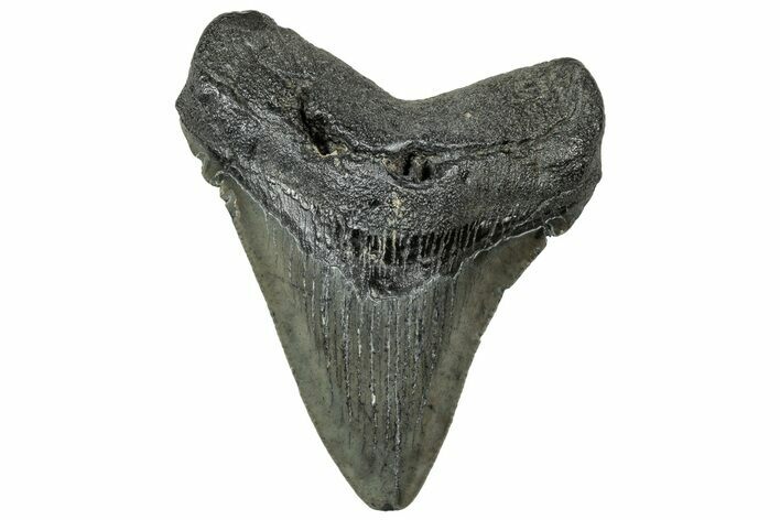 Serrated, Juvenile Megalodon Tooth - South Carolina #313803